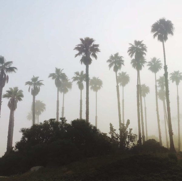 Quelles sont les solutions pour protéger des palmiers en hiver ?