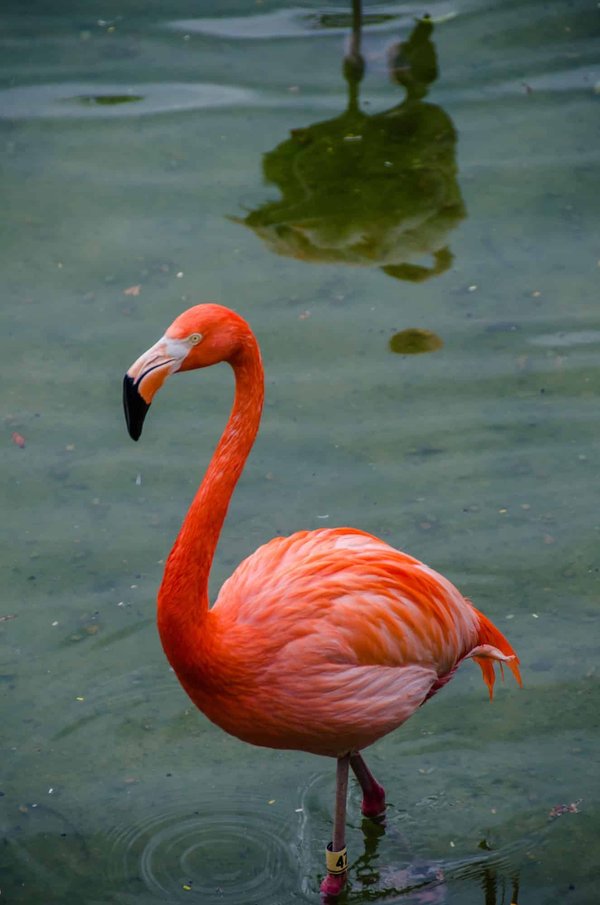 Que signifie le flamant rose en matière de religions?