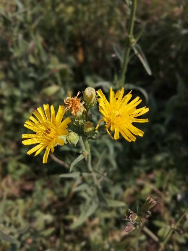 Quelles sont les meilleures techniques pour capturer la macrophotographie des insectes nocturnes?
