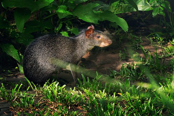 Expert anti nuisibles vaucluse : eden vert 3d et ses solutions efficaces